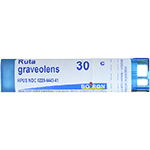 Ruta graveolens