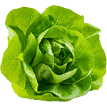 Organic Living Butter Lettuce