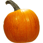 Jumbo Pumpkin