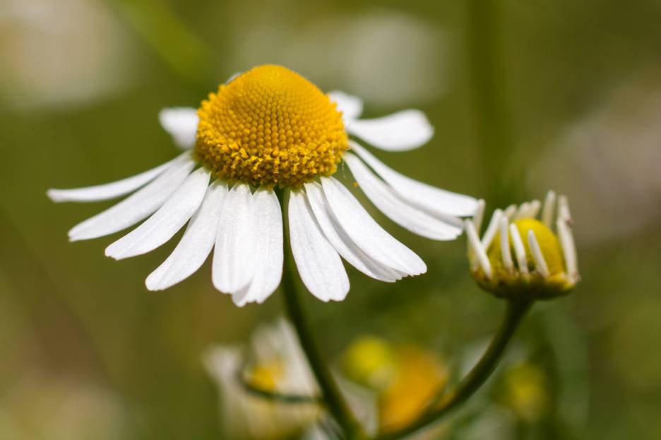 Benefits of Chamomile