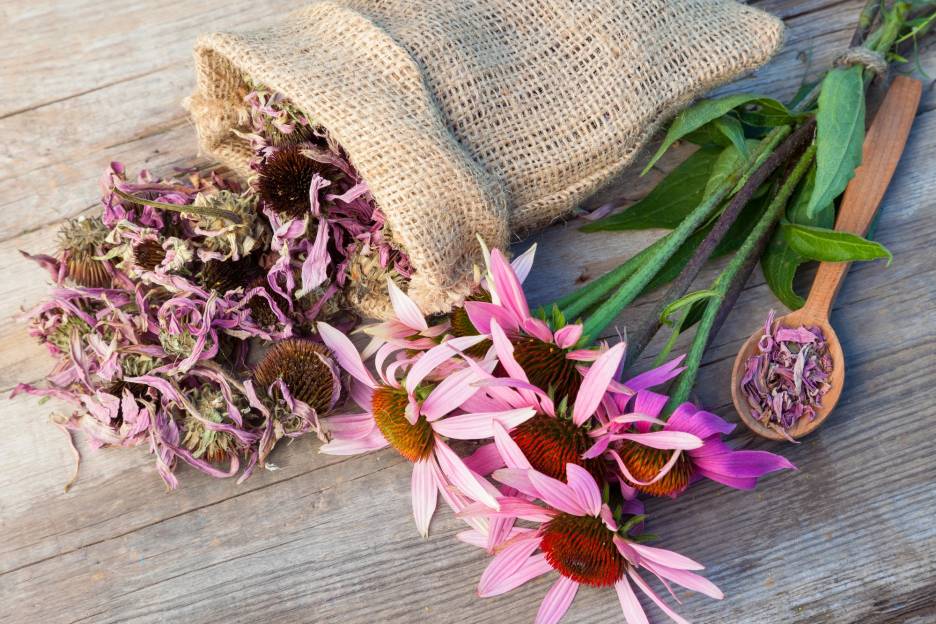 Echinacea for Respiratory Health