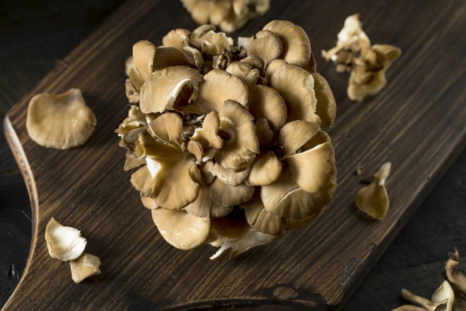 Maitake for Immunity