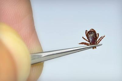 Handling a Tick Bite