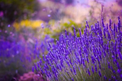 Medicinal Uses for Lavender