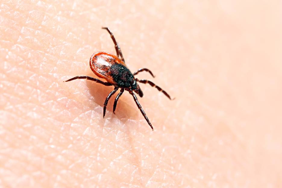 Uncovering Lyme Disease