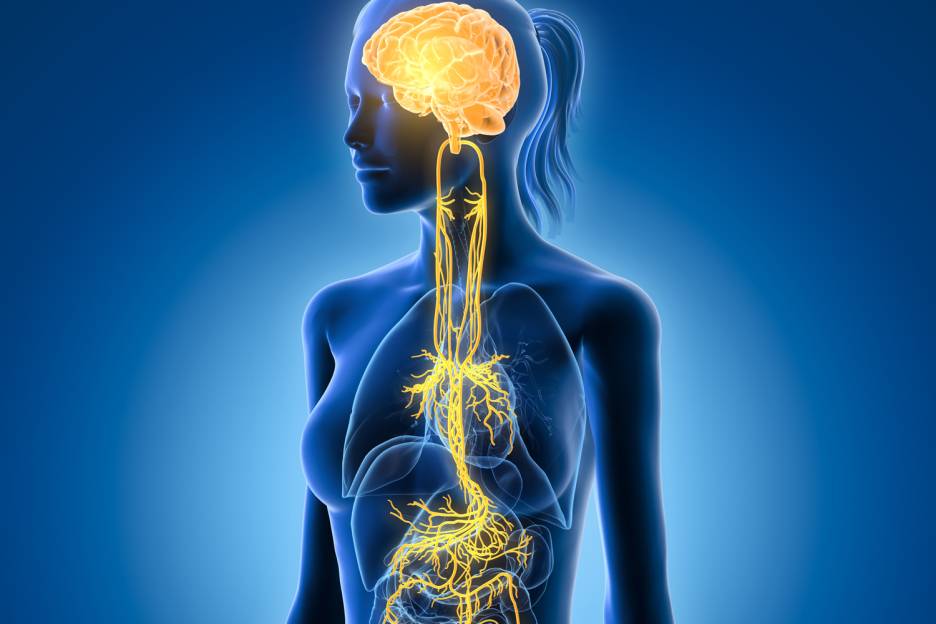 Vagus Nerve Support